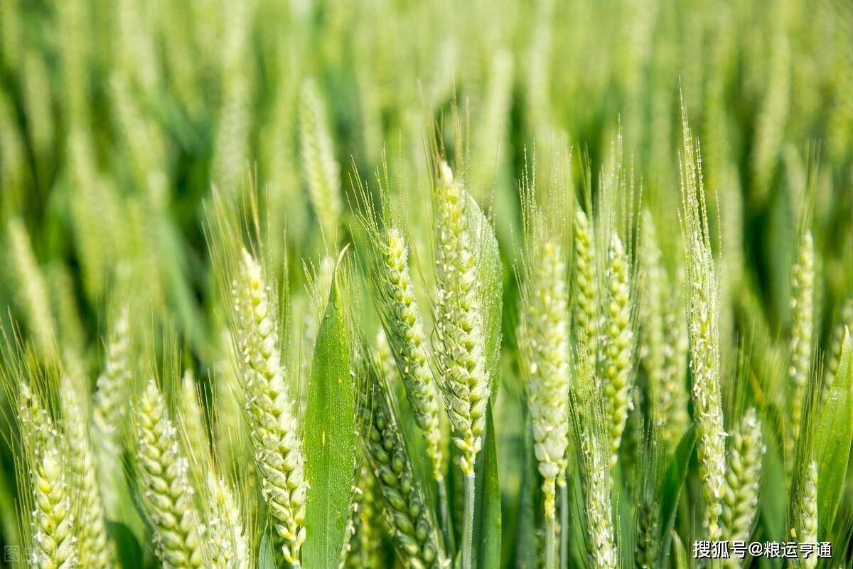 今日小麦价格行情！8月29日