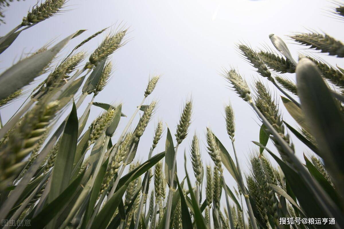 今日小麦价格行情！8月10日
