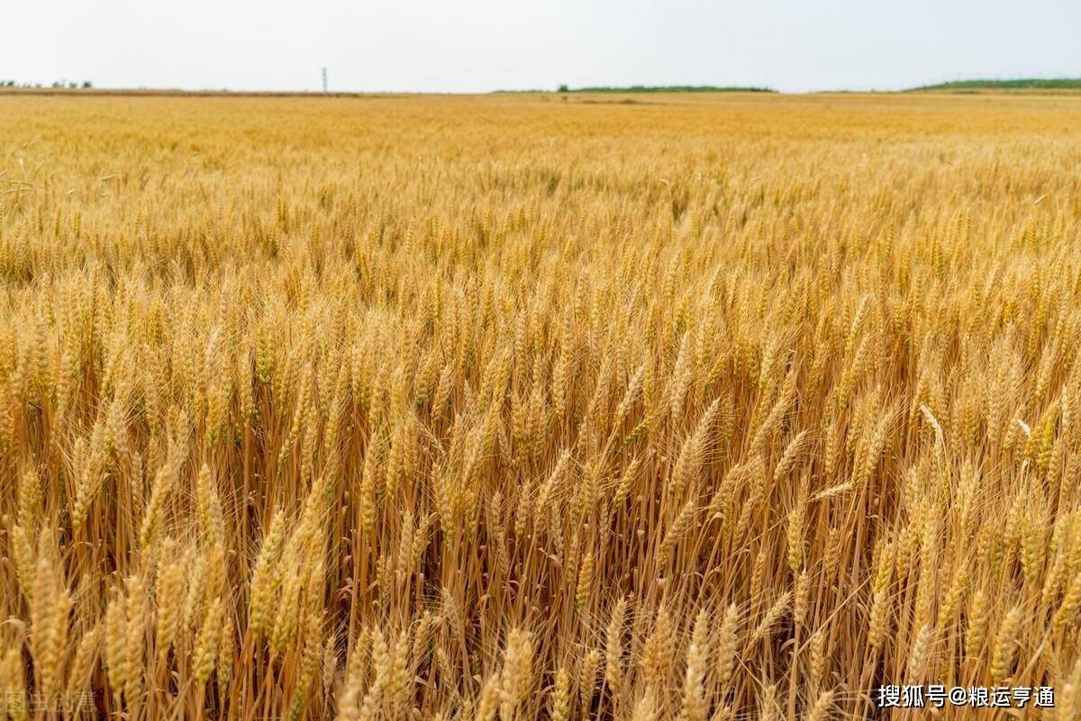 今日最新小麦价格行情<strong></p>
<p>比特币今日行情价格</strong>！8月27日