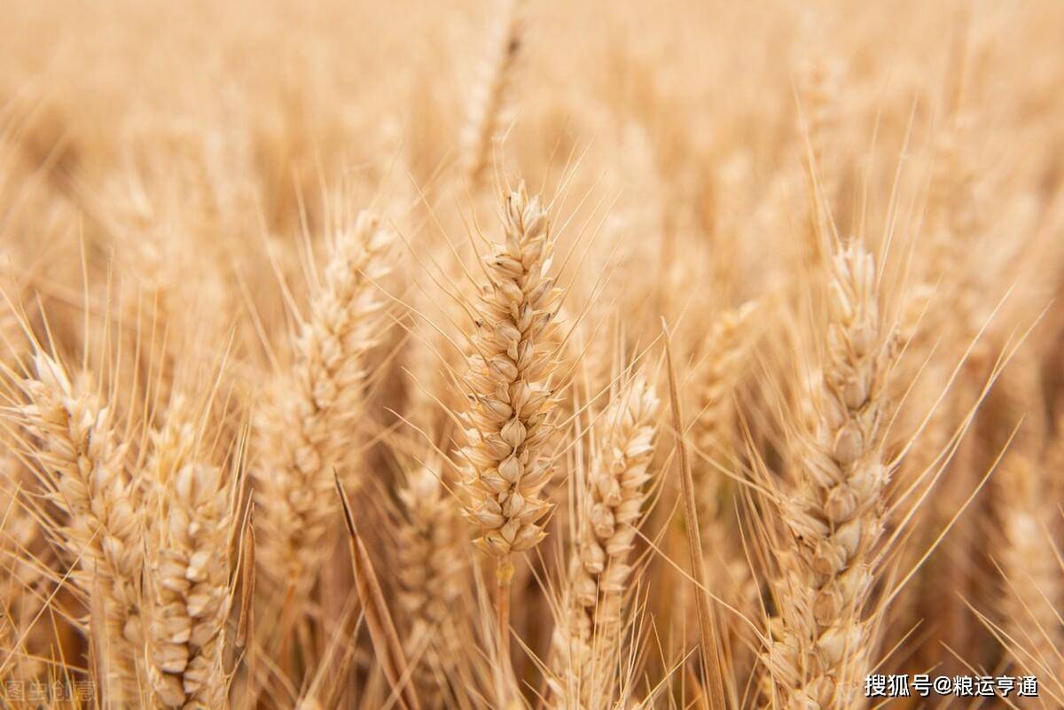 今日小麦价格！8月20日最新行情