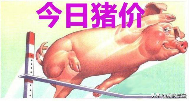 今日生猪价格最新行情｜6月19日全国生猪价格汇总及走势分析