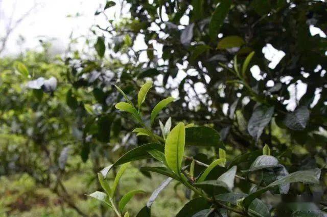 冰岛七万一公斤<strong></p>
<p>比特币价格实时行情</strong>！2022年云南普洱茶产区主要村落毛茶实时价格公布 ！云南普洱茶价格行情趋势预测