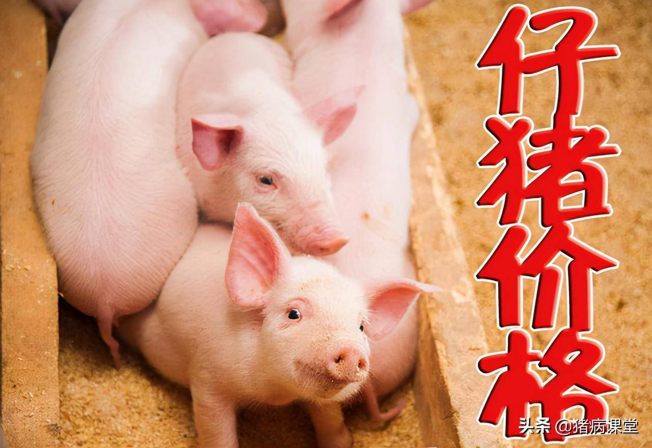 今日仔猪全国最新价格行情及仔猪腹泻病临床判断知识分享