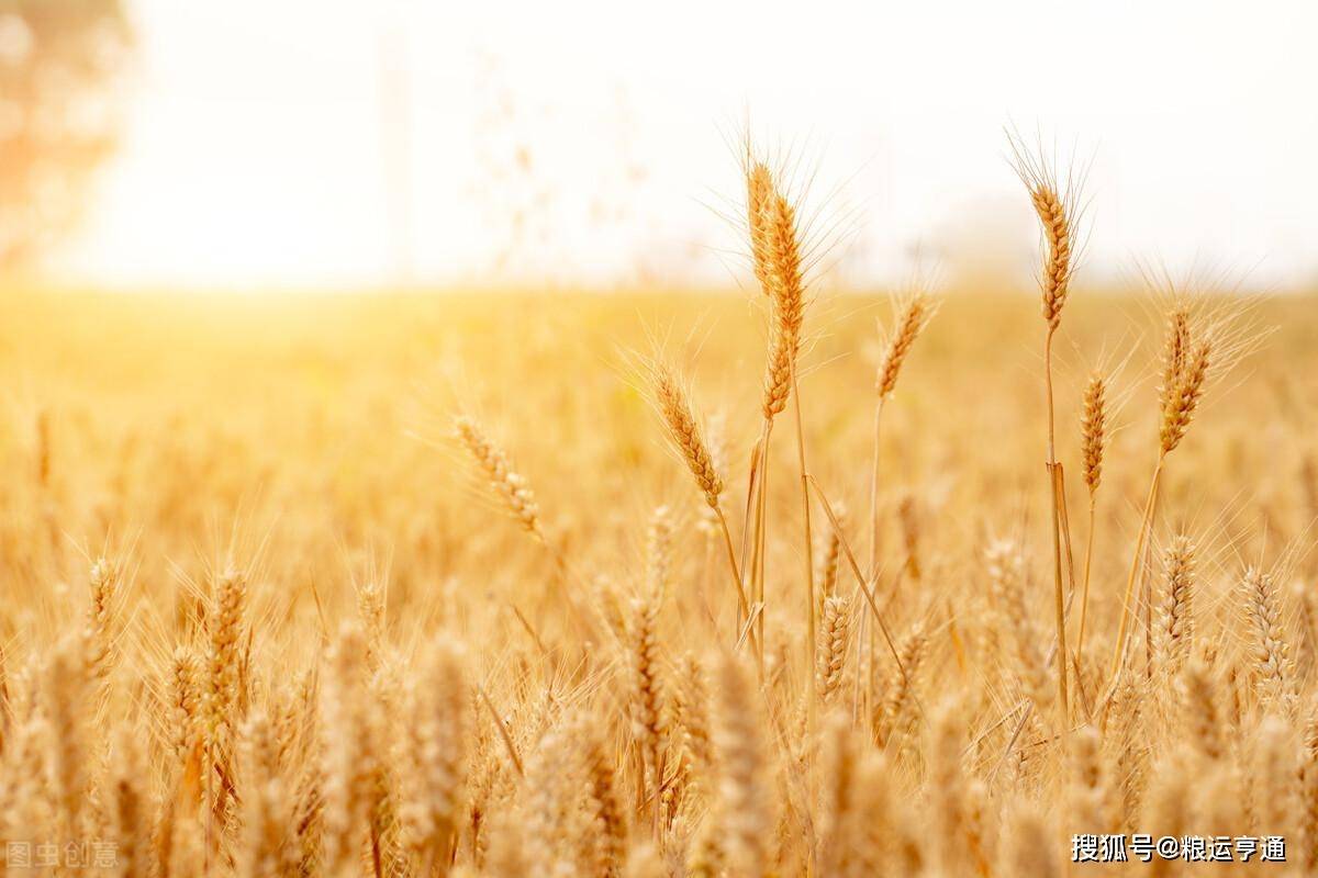 小麦价格“涨翻天”<strong></p>
<p>比特币最新价格行情</strong>！10月14日最新行情