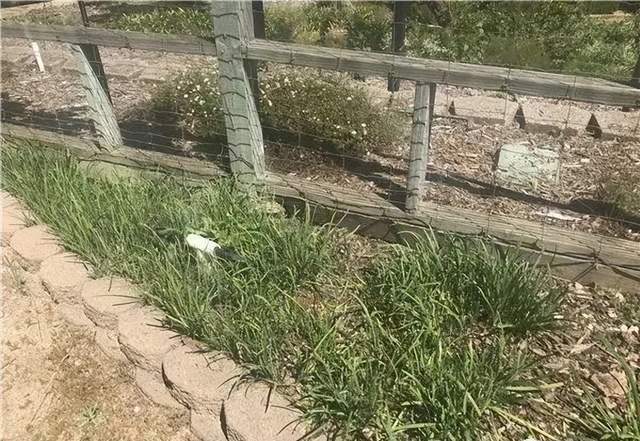 5年骗走百亿！傍上马斯克的中国骗子<strong></p>
<p>比特币交易网站</strong>，越活越嚣张