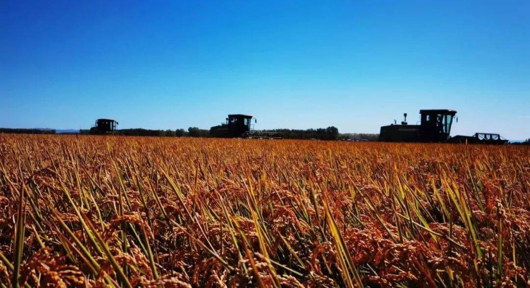 最新<strong></p>
<p>eth价格今日行情</strong>!尿素价格还要涨!今日全国尿素价格行情!11月19日