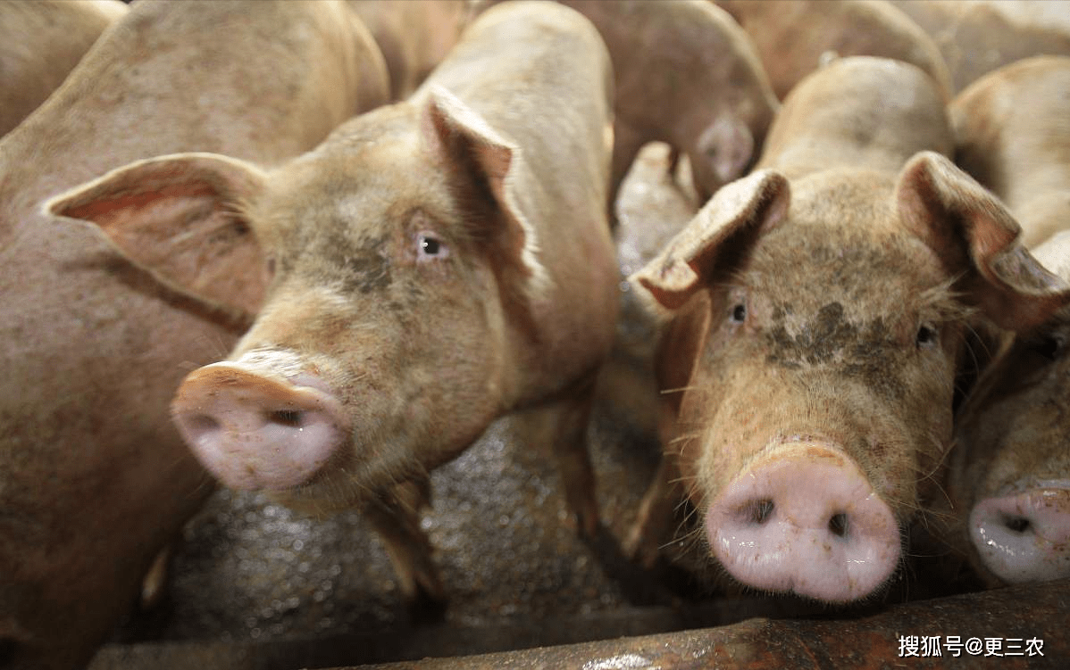 元旦将至<strong></p>
<p>eos行情</strong>，生猪、鸡蛋联袂下跌，豆粕行情震荡，玉米即将触底！