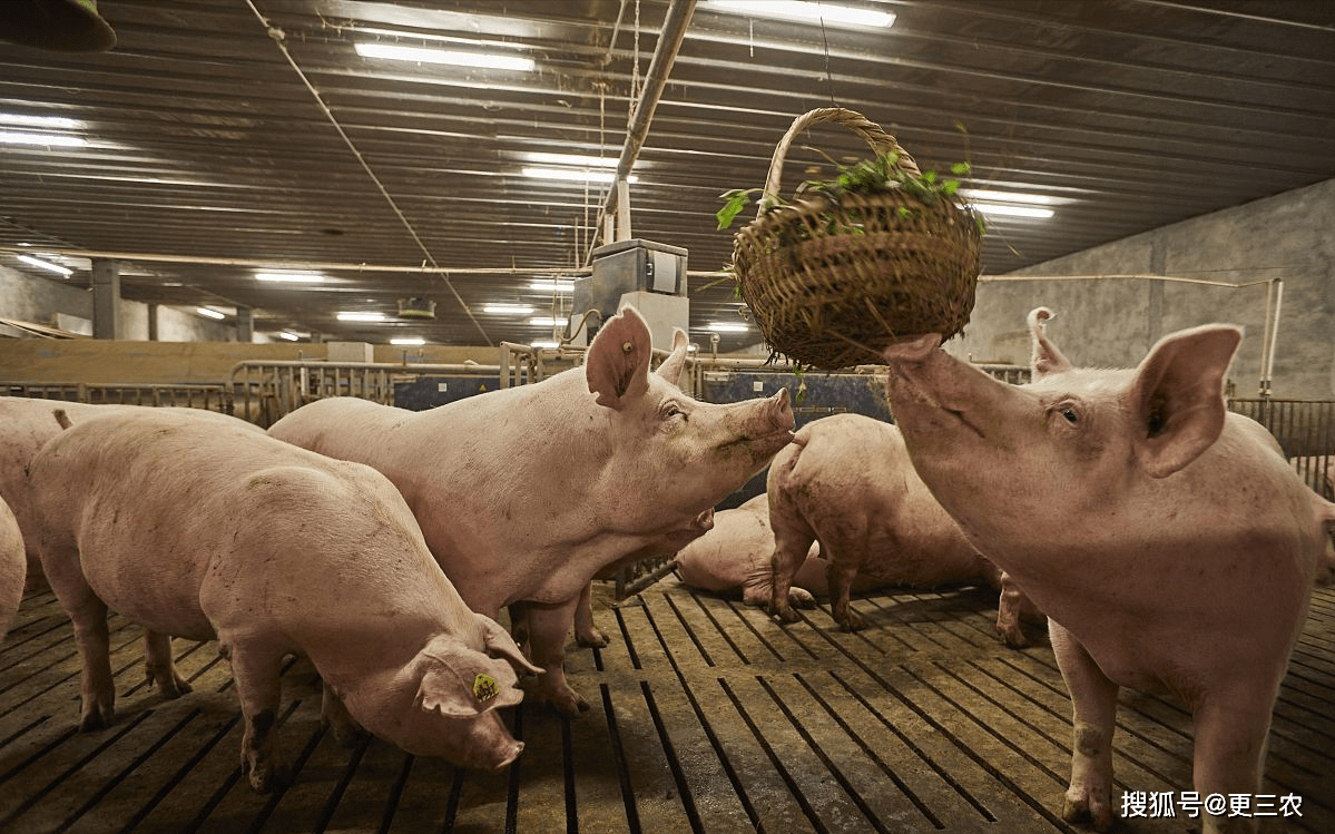 原油变化率-3%<strong></p>
<p>三地原油变化率</strong>，油价降幅遭“腰斩”！2月11日猪价逆转，止跌上涨