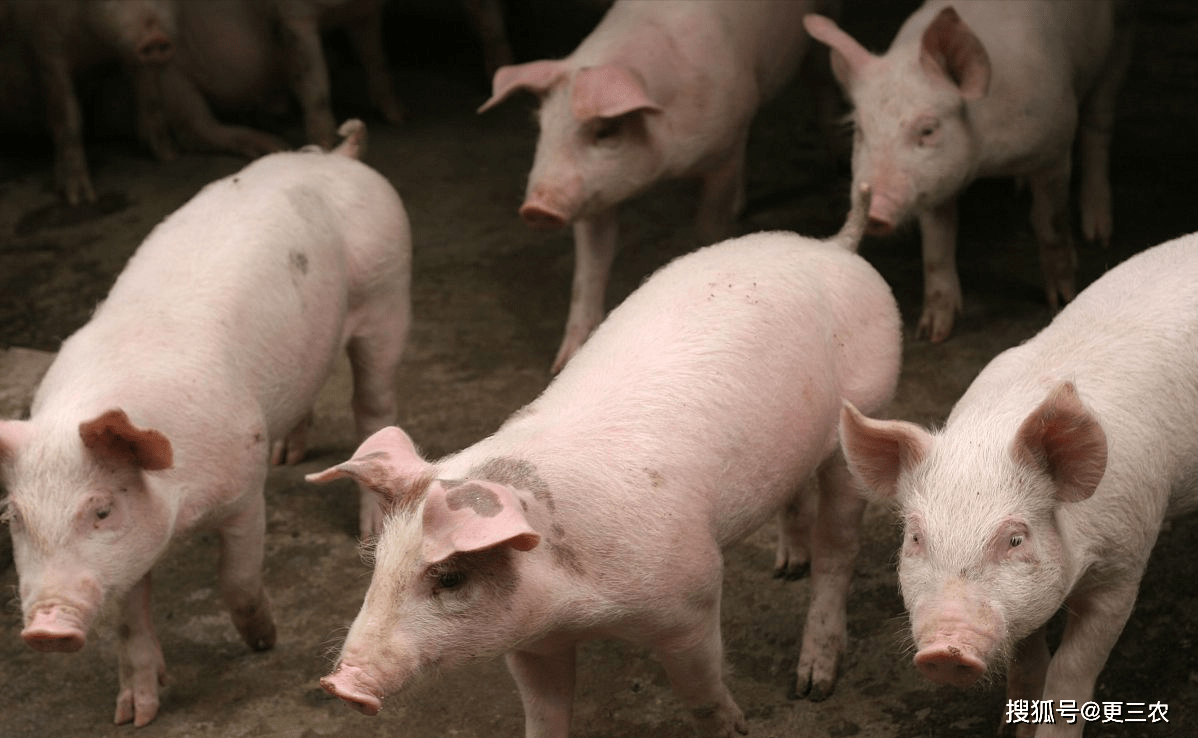 原油变化率-3%<strong></p>
<p>三地原油变化率</strong>，油价降幅遭“腰斩”！2月11日猪价逆转，止跌上涨