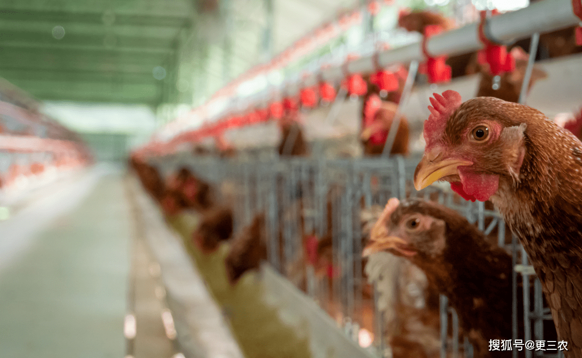 油价“变脸”预警<strong></p>
<p>现货原油</strong>！5月6日生猪、豆粕、淘鸡、玉米价格！有何变化