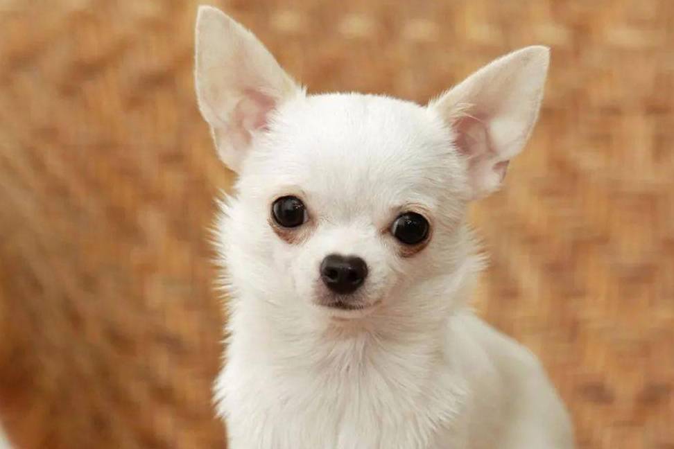 吉娃娃多少钱一只<strong></p>
<p>原油多少钱一升</strong>?