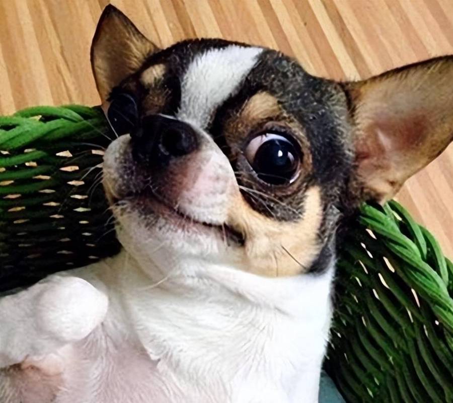 吉娃娃多少钱一只<strong></p>
<p>原油多少钱一升</strong>?