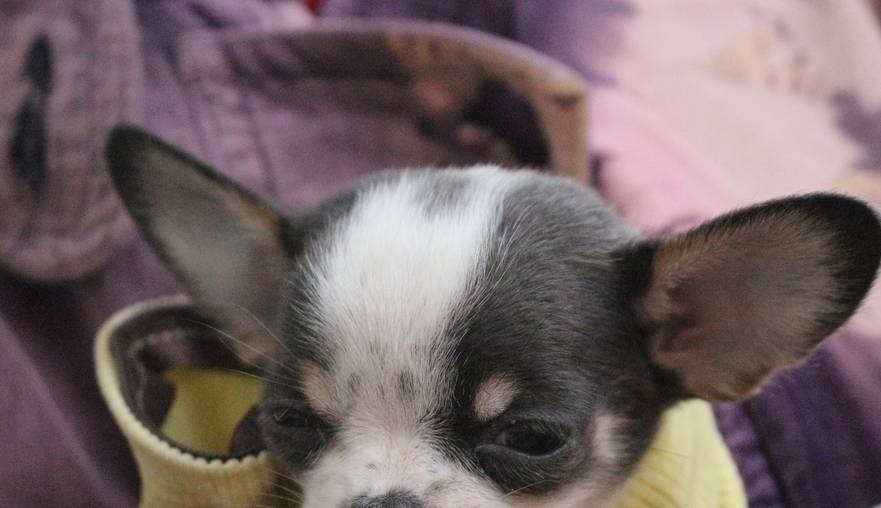 吉娃娃多少钱一只<strong></p>
<p>原油多少钱一升</strong>?