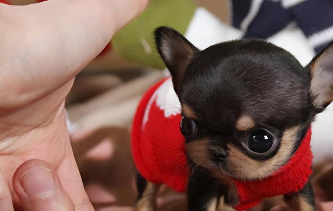 吉娃娃多少钱一只<strong></p>
<p>原油多少钱一升</strong>?