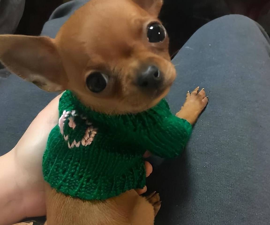 吉娃娃多少钱一只<strong></p>
<p>原油多少钱一升</strong>?