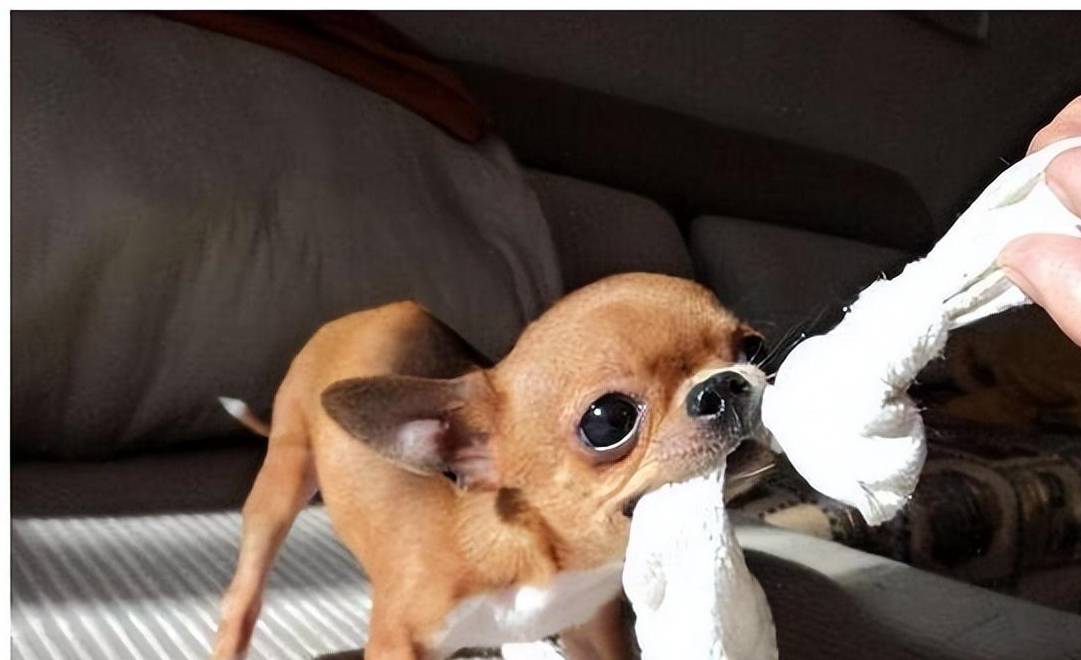 吉娃娃多少钱一只<strong></p>
<p>原油多少钱一升</strong>?