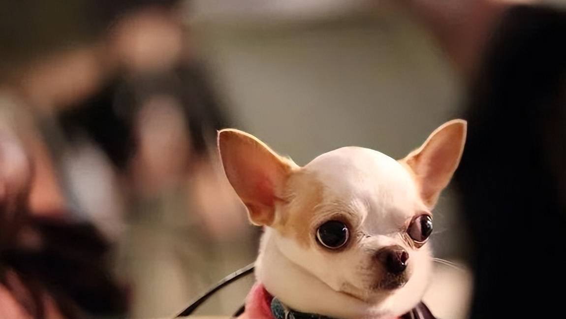 吉娃娃多少钱一只<strong></p>
<p>原油多少钱一升</strong>?