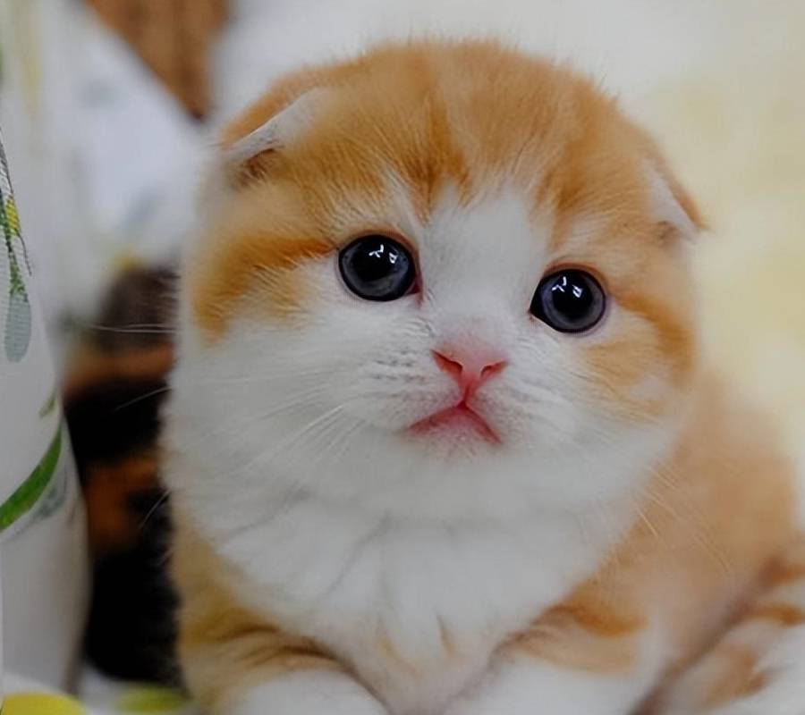 折耳猫多少钱一只<strong></p>
<p>原油多少钱一升</strong>?