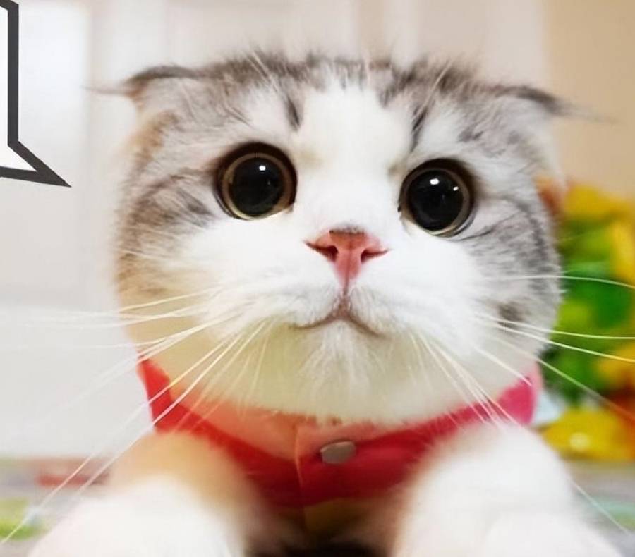 折耳猫多少钱一只<strong></p>
<p>原油多少钱一升</strong>?