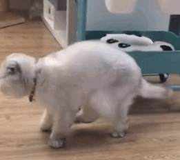 折耳猫多少钱一只<strong></p>
<p>原油多少钱一升</strong>?