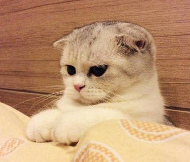 折耳猫多少钱一只<strong></p>
<p>原油多少钱一升</strong>?