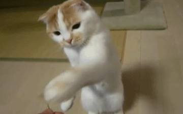 折耳猫多少钱一只<strong></p>
<p>原油多少钱一升</strong>?