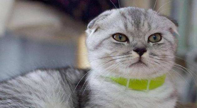 折耳猫多少钱一只<strong></p>
<p>原油多少钱一升</strong>?