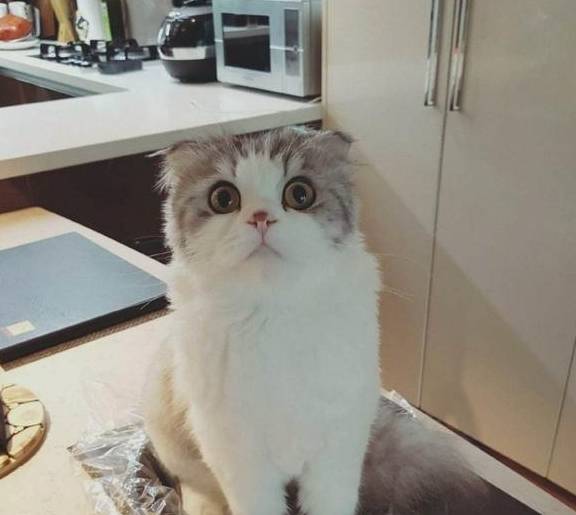 折耳猫多少钱一只<strong></p>
<p>原油多少钱一升</strong>?