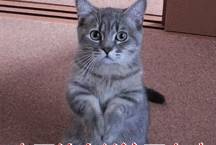 折耳猫多少钱一只<strong></p>
<p>原油多少钱一升</strong>?