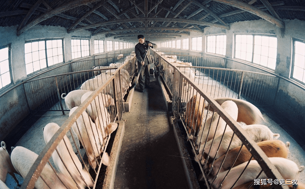 油价“跳水”<strong></p>
<p>原油价</strong>！5月16日调价后生猪、小麦、92/95号汽油！有啥变化