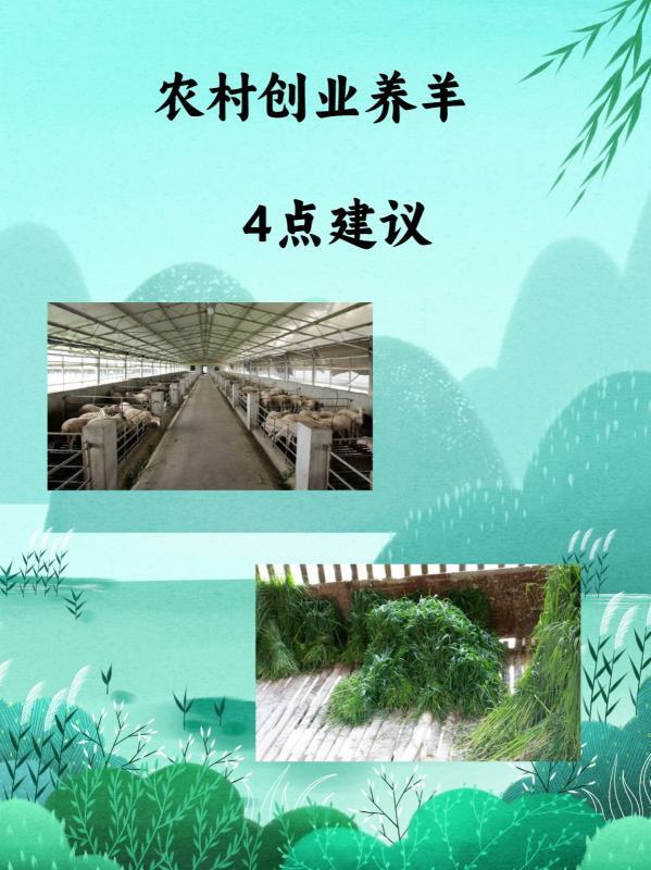 农村创业养羊<strong></p>
<p>养羊</strong>,4点建议