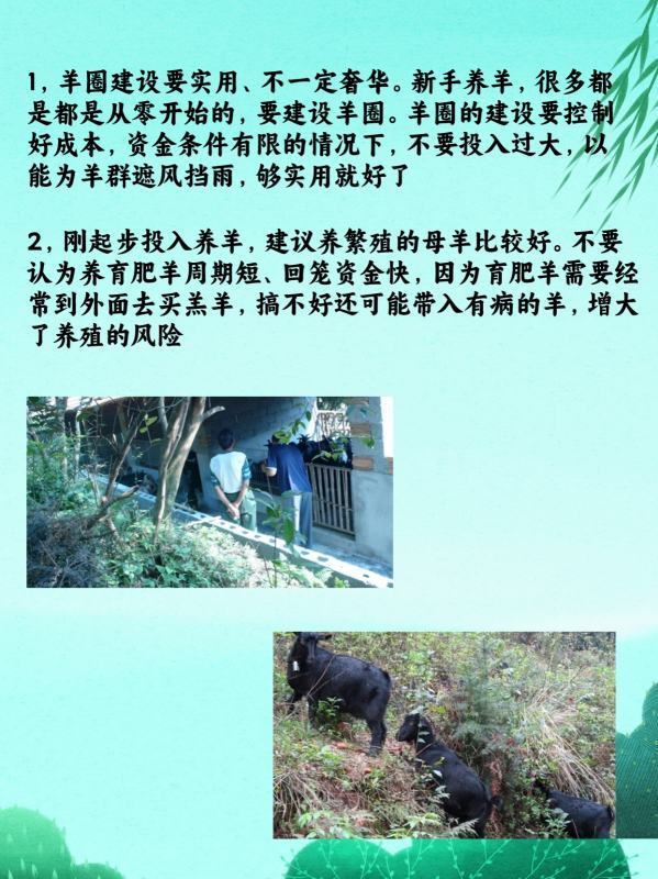 农村创业养羊<strong></p>
<p>养羊</strong>,4点建议