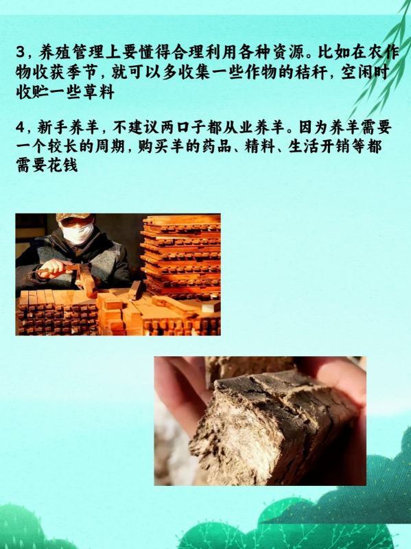 农村创业养羊<strong></p>
<p>养羊</strong>,4点建议