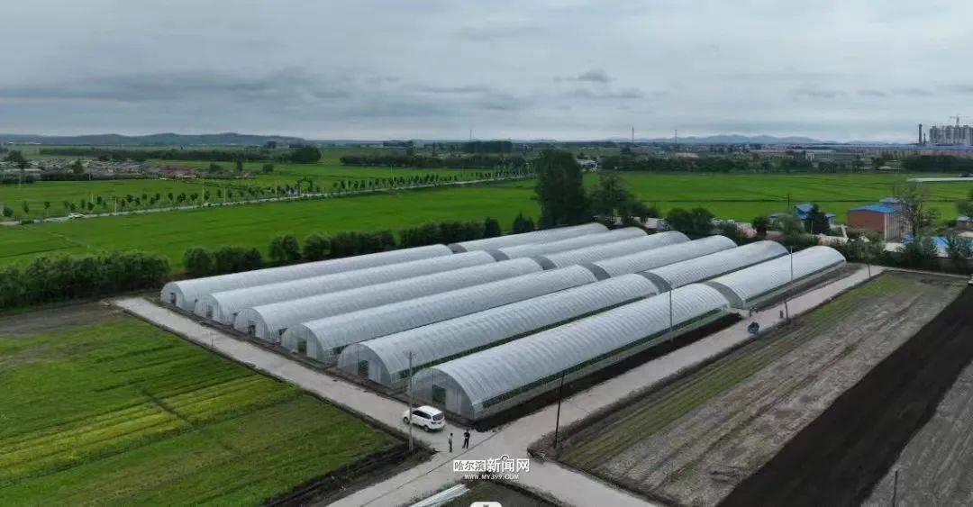 龙江森工山河屯｜“点绿成金”建基地<strong></p>
<p>虚拟币绿建</strong>，蔬菜直运“哈达市场”