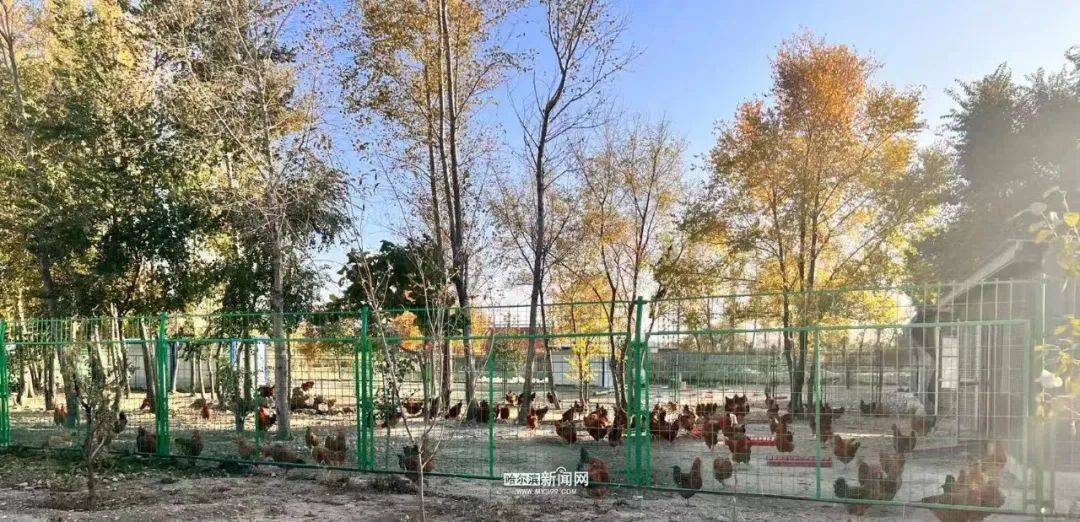 龙江森工山河屯｜“点绿成金”建基地<strong></p>
<p>虚拟币绿建</strong>，蔬菜直运“哈达市场”