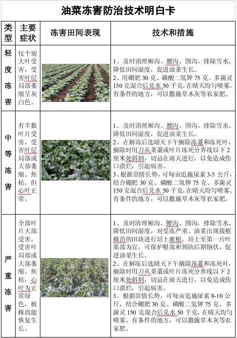 油菜低温冷(冻)害发生与减灾技术措施(附:油菜冻害防治技术明白卡)
