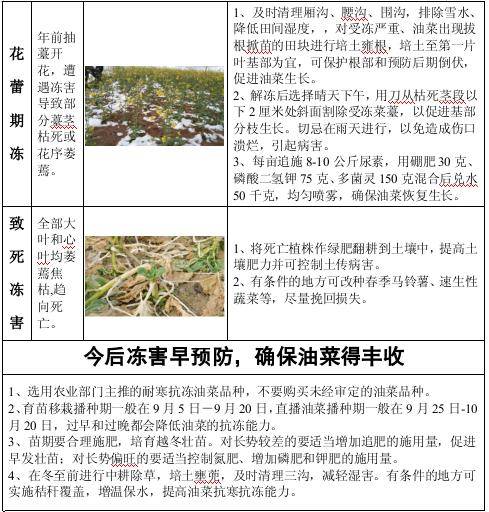 油菜低温冷(冻)害发生与减灾技术措施(附:油菜冻害防治技术明白卡)