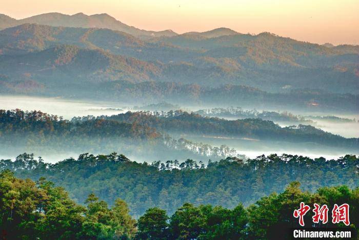 云南发布多项思茅松全产业链科技成果