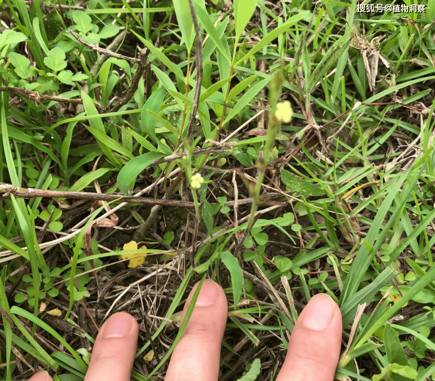 过去草丛中常见<strong></p>
<p>挖金虚拟币</strong>，俗称“独脚金”，儿时挖来换零花钱，500元1斤