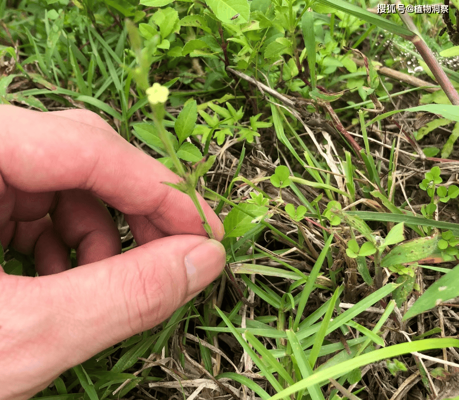 过去草丛中常见<strong></p>
<p>挖金虚拟币</strong>，俗称“独脚金”，儿时挖来换零花钱，500元1斤