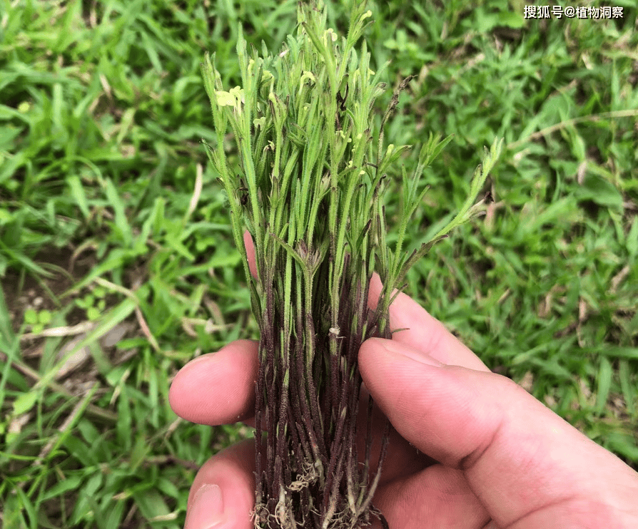 过去草丛中常见<strong></p>
<p>挖金虚拟币</strong>，俗称“独脚金”，儿时挖来换零花钱，500元1斤