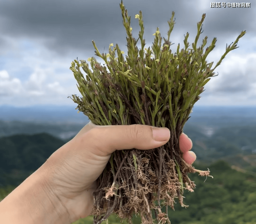 过去草丛中常见<strong></p>
<p>挖金虚拟币</strong>，俗称“独脚金”，儿时挖来换零花钱，500元1斤