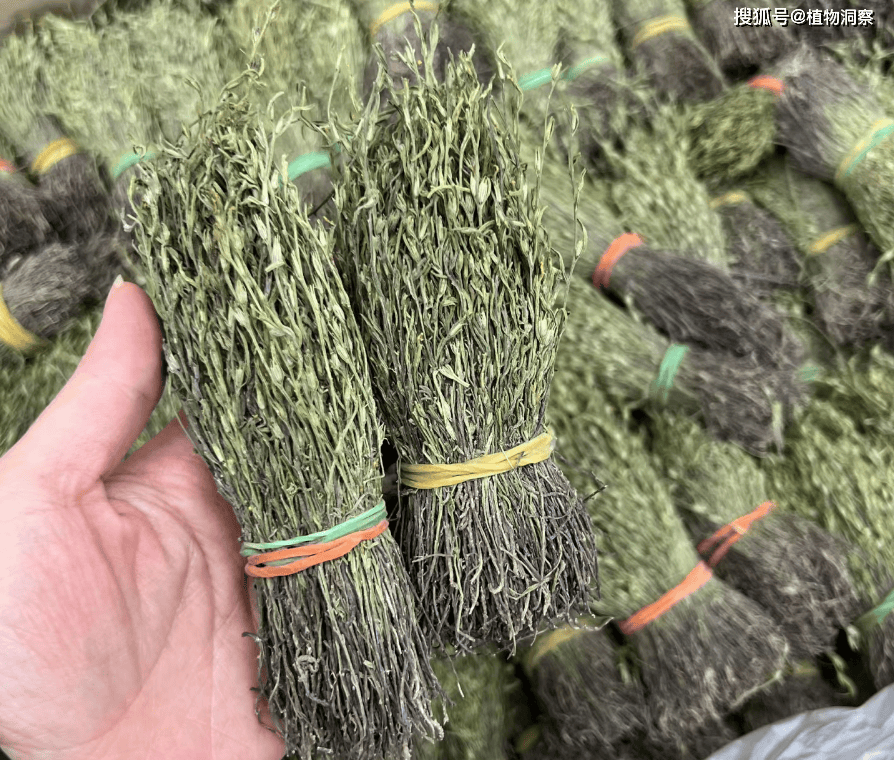 过去草丛中常见<strong></p>
<p>挖金虚拟币</strong>，俗称“独脚金”，儿时挖来换零花钱，500元1斤