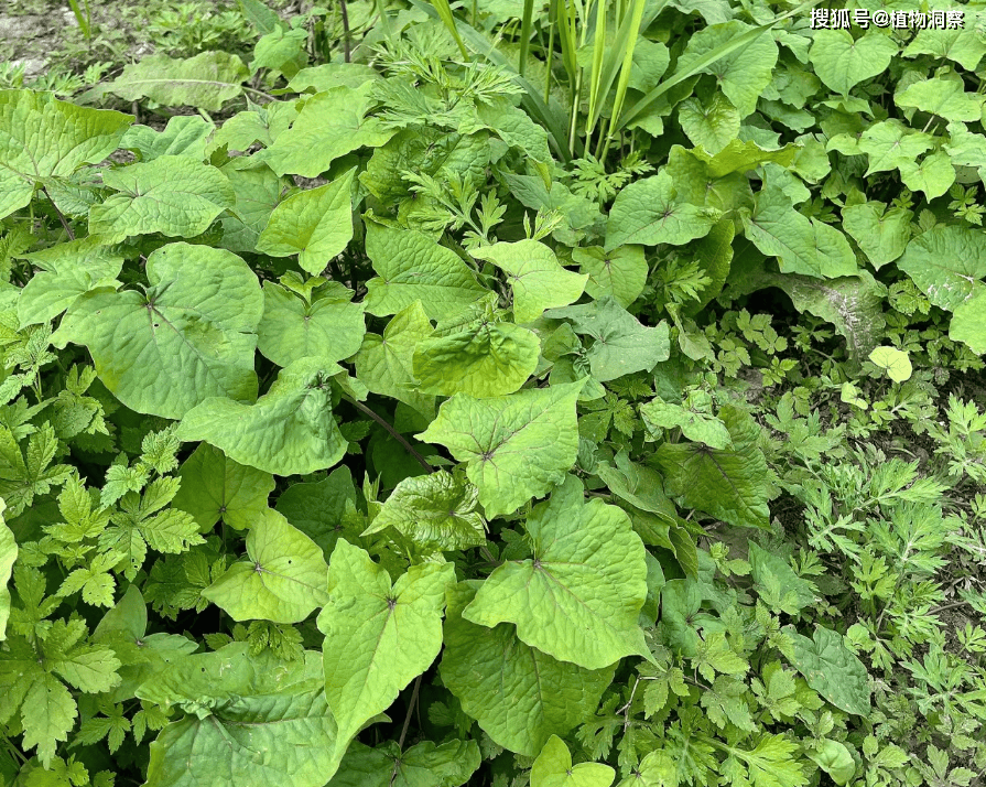 30年前用来喂猪<strong></p>
<p>挖金虚拟币</strong>,如今已成保护植物,俗称金荞麦,遇到农民朋友切勿乱挖!