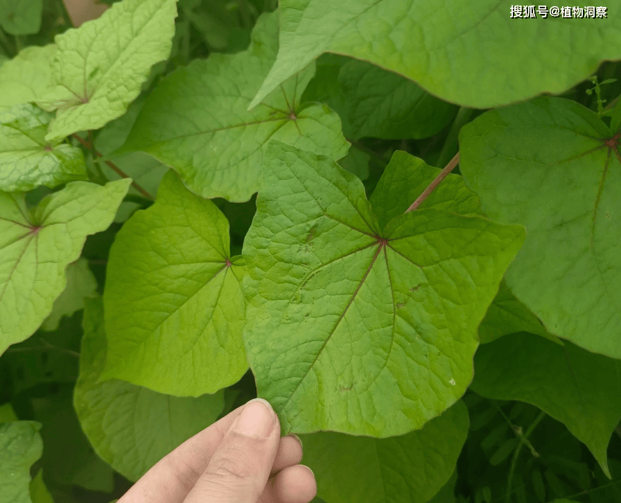 30年前用来喂猪<strong></p>
<p>挖金虚拟币</strong>,如今已成保护植物,俗称金荞麦,遇到农民朋友切勿乱挖!