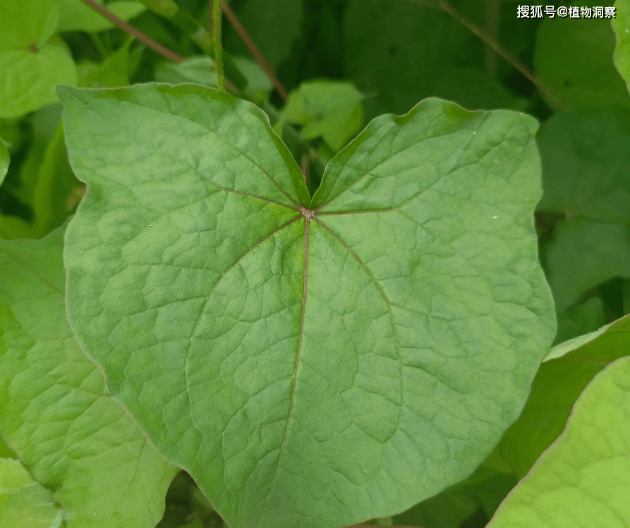 30年前用来喂猪<strong></p>
<p>挖金虚拟币</strong>,如今已成保护植物,俗称金荞麦,遇到农民朋友切勿乱挖!