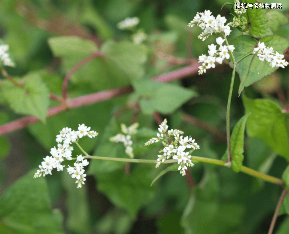 30年前用来喂猪<strong></p>
<p>挖金虚拟币</strong>,如今已成保护植物,俗称金荞麦,遇到农民朋友切勿乱挖!