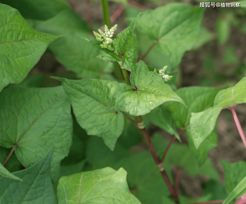 30年前用来喂猪<strong></p>
<p>挖金虚拟币</strong>,如今已成保护植物,俗称金荞麦,遇到农民朋友切勿乱挖!