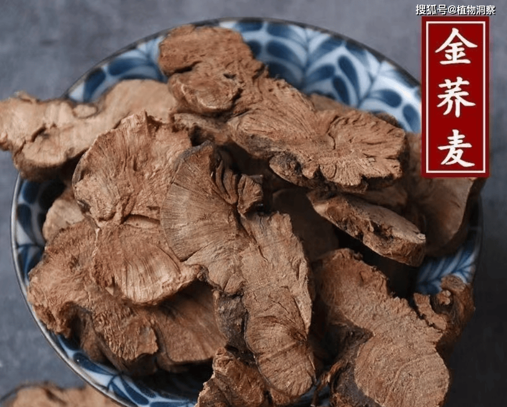 30年前用来喂猪<strong></p>
<p>挖金虚拟币</strong>,如今已成保护植物,俗称金荞麦,遇到农民朋友切勿乱挖!