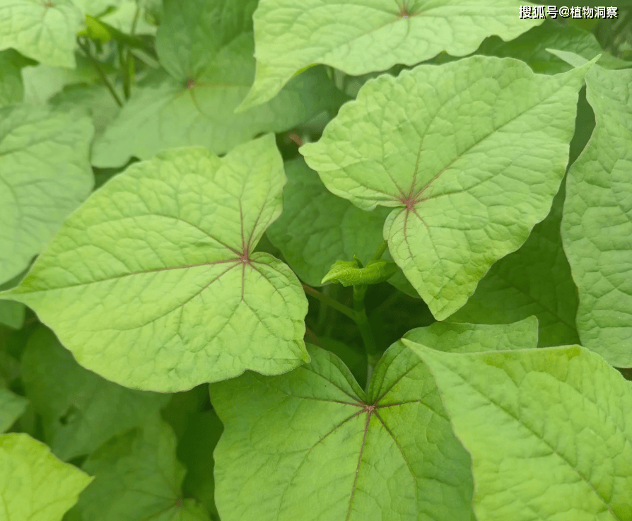 30年前用来喂猪<strong></p>
<p>挖金虚拟币</strong>,如今已成保护植物,俗称金荞麦,遇到农民朋友切勿乱挖!